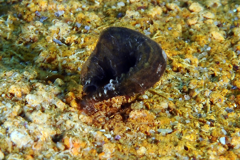 Pontobdella cf. aculeata dall''Isola del Giglio